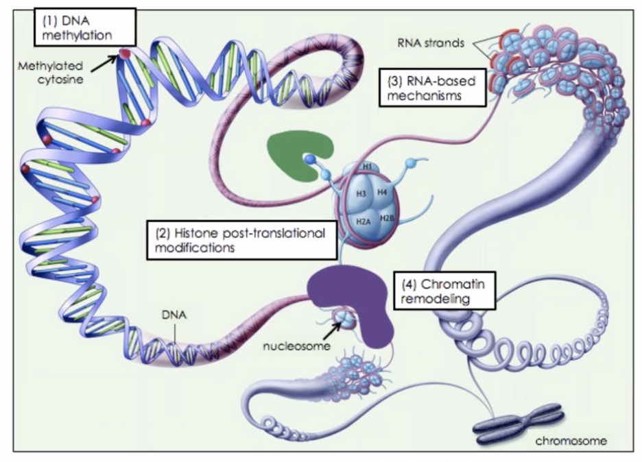 histones.png