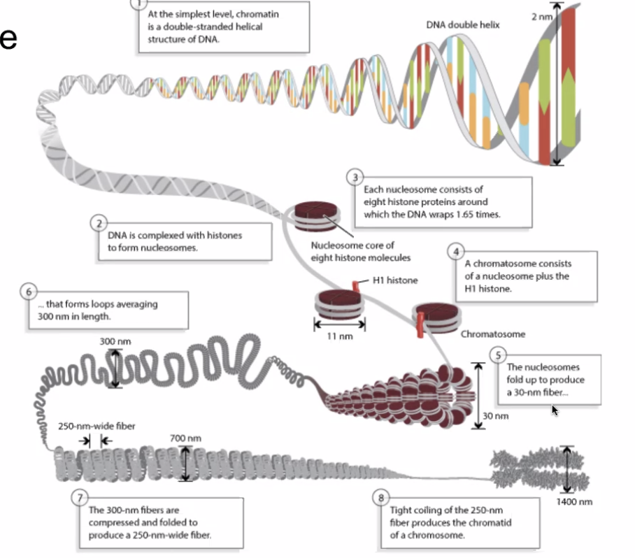 levelsofdna.png